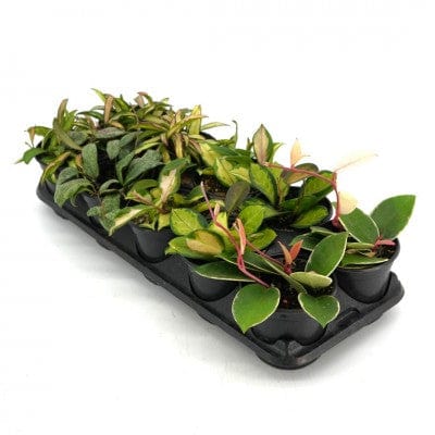 Paper Luxe Plants Plants 4" Assorted Hoya - Wax Plant