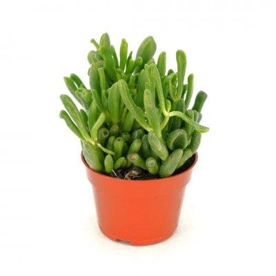 Paper Luxe Plants Plants 4" Crassula ovata - Jade Hobbit