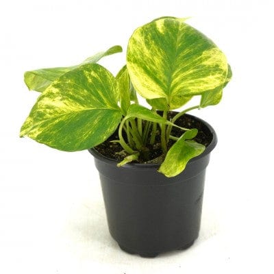 Paper Luxe Plants Plants 4" Epipremnum aur. 'Sunshine Goddess' - Pothos