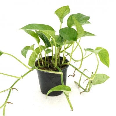 Paper Luxe Plants Plants 4" Epipremnum aureum 'Global Green' - Pothos