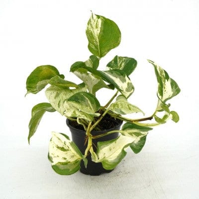 Paper Luxe Plants Plants 4" Epipremnum aureum 'Manjula' - Pothos