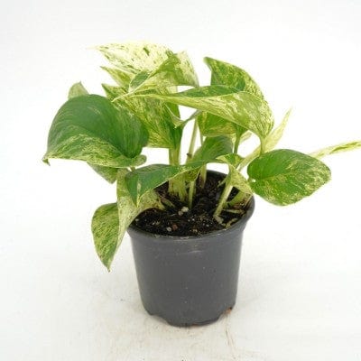 Paper Luxe Plants Plants 4" Epipremnum aureum 'Snow Goddess' - Pothos