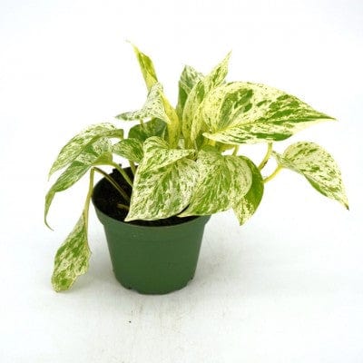 Paper Luxe Plants Plants 4" Epipremnum aureum 'Snow Queen' - Pothos