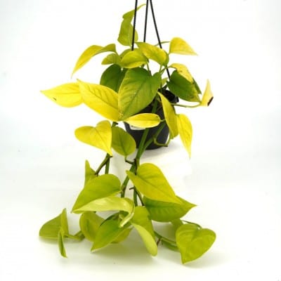 Paper Luxe Plants Plants 4" HB Epipremnum aur. 'Neon' - Pothos