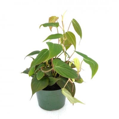 Paper Luxe Plants Plants 4" Philodendron micans - Velvet Leaf Philodendron