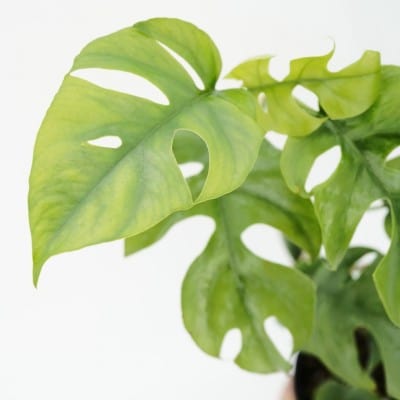 Paper Luxe Plants Plants 4" Rhaphidorphora tetrasperma - Mini Monstera
