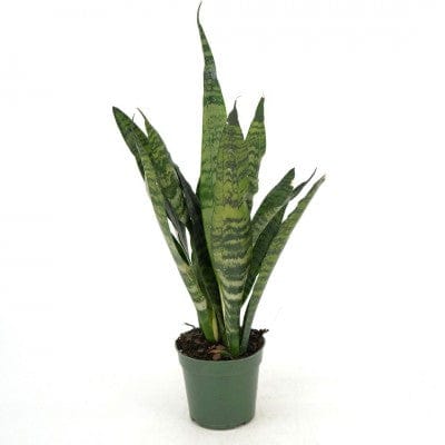 Paper Luxe Plants Plants 4" Sansevieria Trifasciata Black Coral (Snake Plant)
