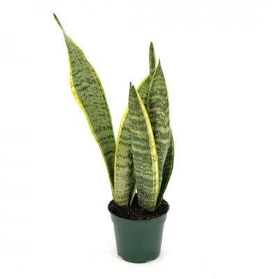 Paper Luxe Plants Plants 4" Sansevieria trifasciata Laurentii - Variegated Snake Plant