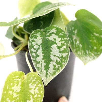 Paper Luxe Plants Plants 4" Scindapsus Pictus - Satin Pothos