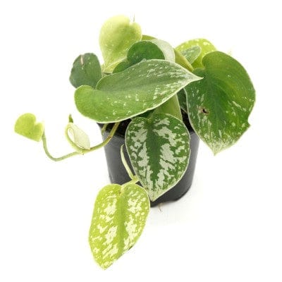 Paper Luxe Plants Plants 4" Scindapsus Pictus - Satin Pothos