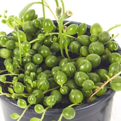 Paper Luxe Plants Plants 4" Senecio Rowleyanus - String of Pearls