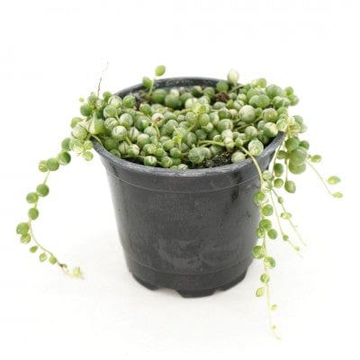 Paper Luxe Plants Plants 4" Senecio Rowleyanus - String of Pearls