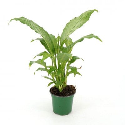 Spathiphyllum 'Platinum Mist'