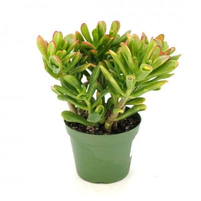 Paper Luxe Plants Plants 4in Crassula ovata 'Gollum' - Jade Plant