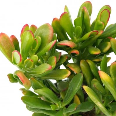 Paper Luxe Plants Plants 4in Crassula ovata 'Gollum' - Jade Plant
