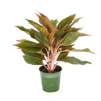 Paper Luxe Plants Plants Aglaonema Siam - Chinese Evergreen