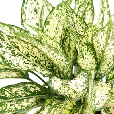 Paper Luxe Plants Plants 6" Aglaonema Spring Snow - Chinese Evergreen