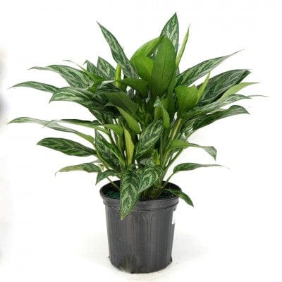 Paper Luxe Plants Plants 6" Aglaonema Tigress - Chinese Evergreen