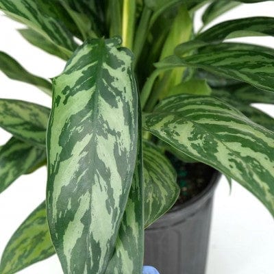 Paper Luxe Plants Plants 6" Aglaonema Tigress - Chinese Evergreen
