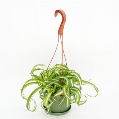 Paper Luxe Plants Plants 6" HB Chlorophytum comosum 'Ocean' - Spider Plant