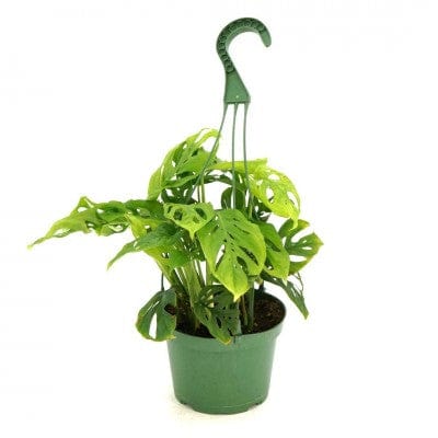 Paper Luxe Plants Plants 6" HB Monstera Adansonii - Swiss Cheese Plant