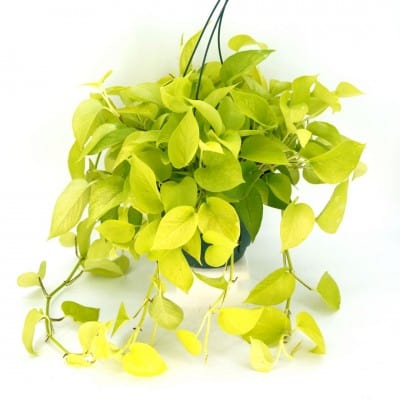 Paper Luxe Plants Plants 8" HB Epipremnum aur. 'Neon' - Pothos