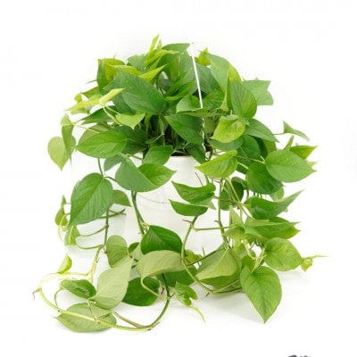 Paper Luxe Plants Plants 8" HB Epipremnum aureum Green Queen - Pothos