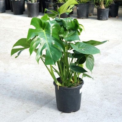 Paper Luxe Plants Plants 8" Monstera Deliciosa Split Leaf Philodendron - Swiss Cheese Plant