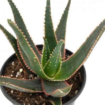 Paper Luxe Plants Plants Aloe 'Sedna'
