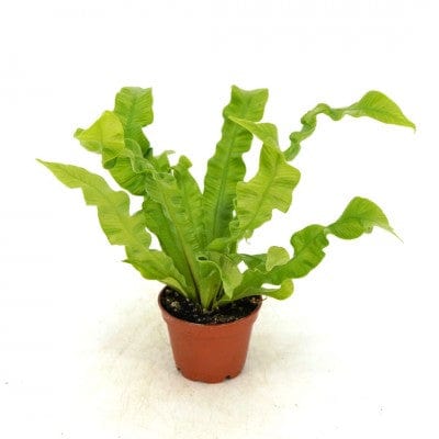 Paper Luxe Plants Plants Asplenium nidus 'Crispy Wave' - Bird's Nest Fern