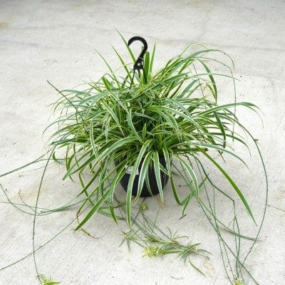 Paper Luxe Plants Plants Chlorophytum Assorted - Spider Plant