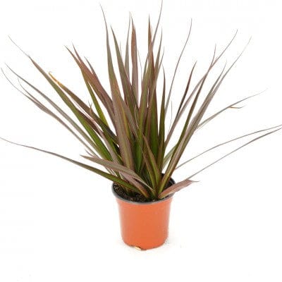 Paper Luxe Plants Plants Dracaena marg. 'Magenta' | Madagascar Dragon Tree