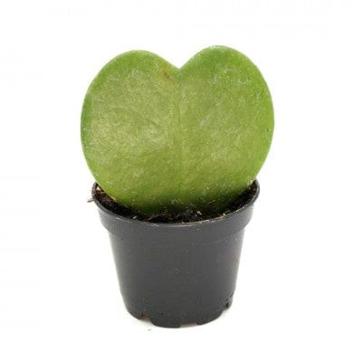 Paper Luxe Plants Plants Hoya Kerrii - Sweetheart Hoya