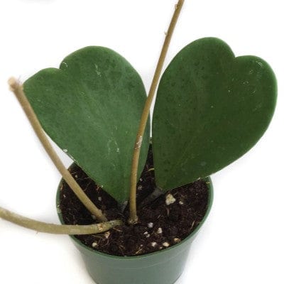 Paper Luxe Plants Plants Hoya Kerrii - Sweetheart Hoya