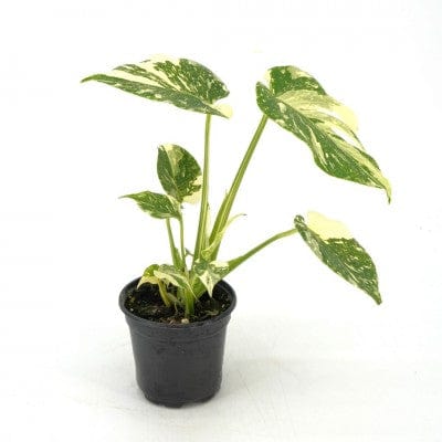 Paper Luxe Plants Plants Monstera deliciosa ‘Thai Constellation’