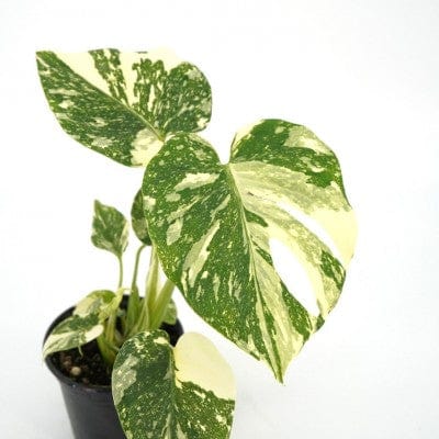 Paper Luxe Plants Plants Monstera deliciosa ‘Thai Constellation’