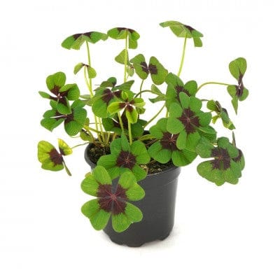 Paper Luxe Plants Plants Oxalis tetraphylla 'Iron Cross' - Lucky Clover