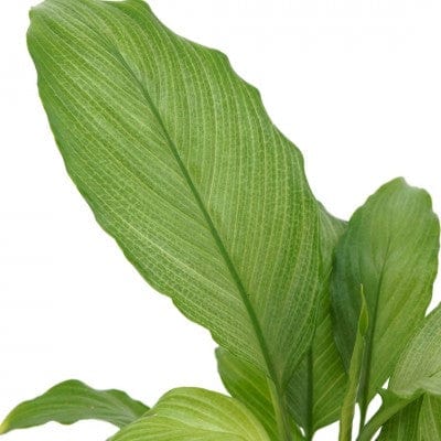 Paper Luxe Plants Plants Spathiphyllum 'Platinum Mist' - Peace Lily