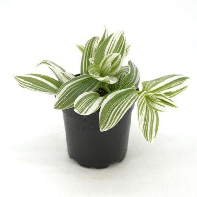 Paper Luxe Plants Plants Tradescantia 'Pistachio White' - Inch Plant