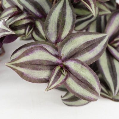 Paper Luxe Plants Plants Tradescantia zebrina ‘Purple’