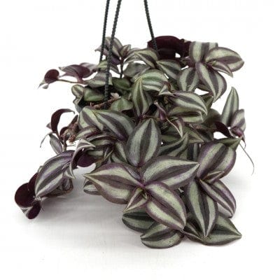 Paper Luxe Plants Plants Tradescantia zebrina ‘Purple’