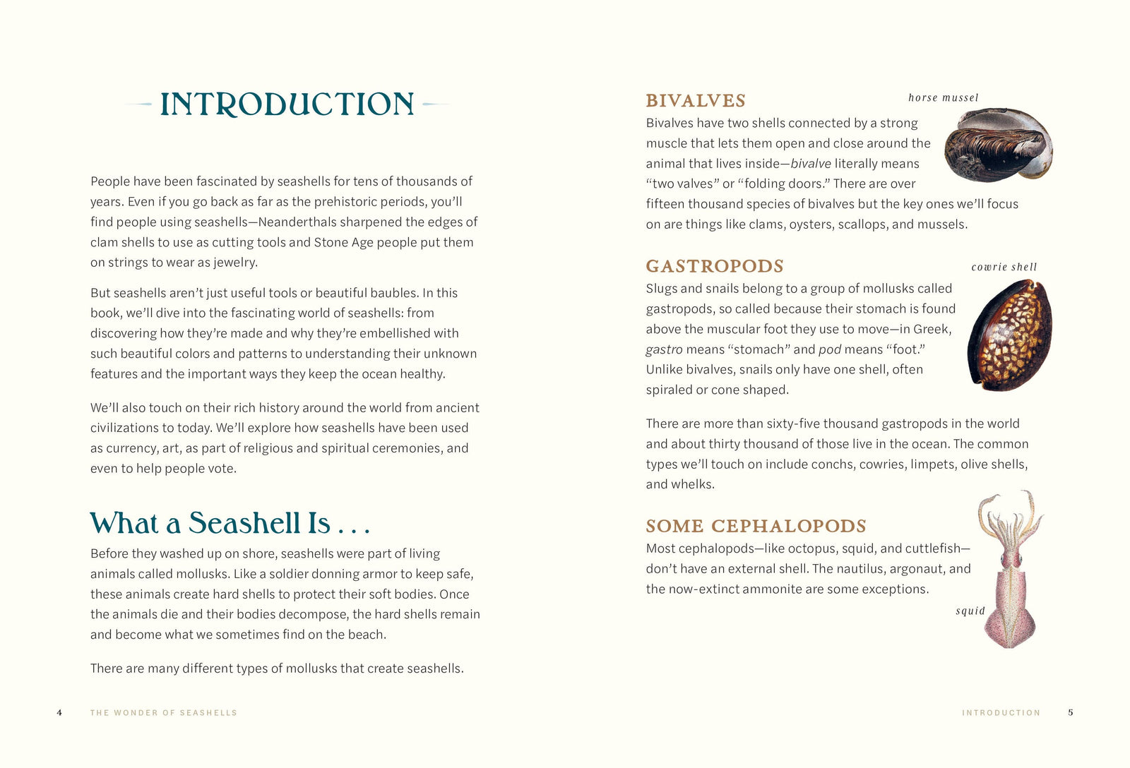 Quarto Gifts The Wonder of Seashells