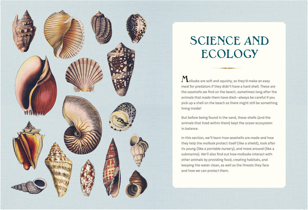 Quarto Gifts The Wonder of Seashells