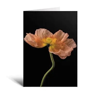 Sheryl's Virtual Garden Card The Curtsy Flower Greeting Card