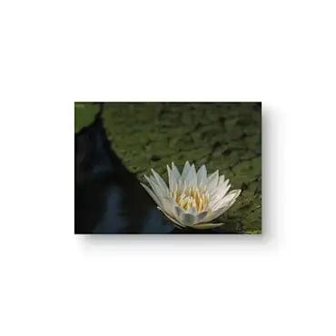 Sheryl's Virtual Garden Card Waterlily White Flower Greeting Card