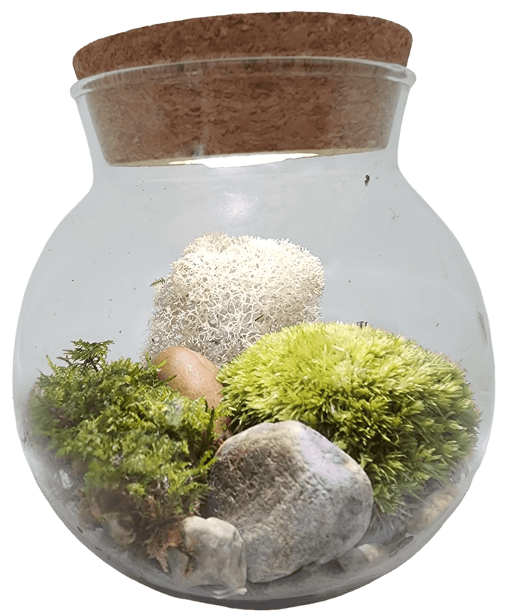 Silver Circle Products Pots & Planters Mossbowl Glass Terrarium