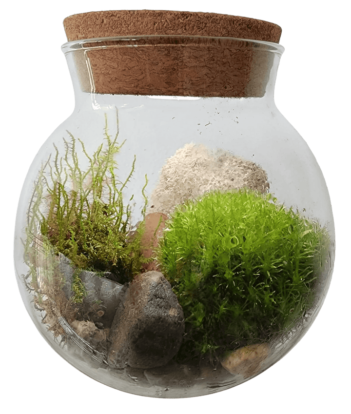 Silver Circle Products Pots & Planters Mossbowl Glass Terrarium