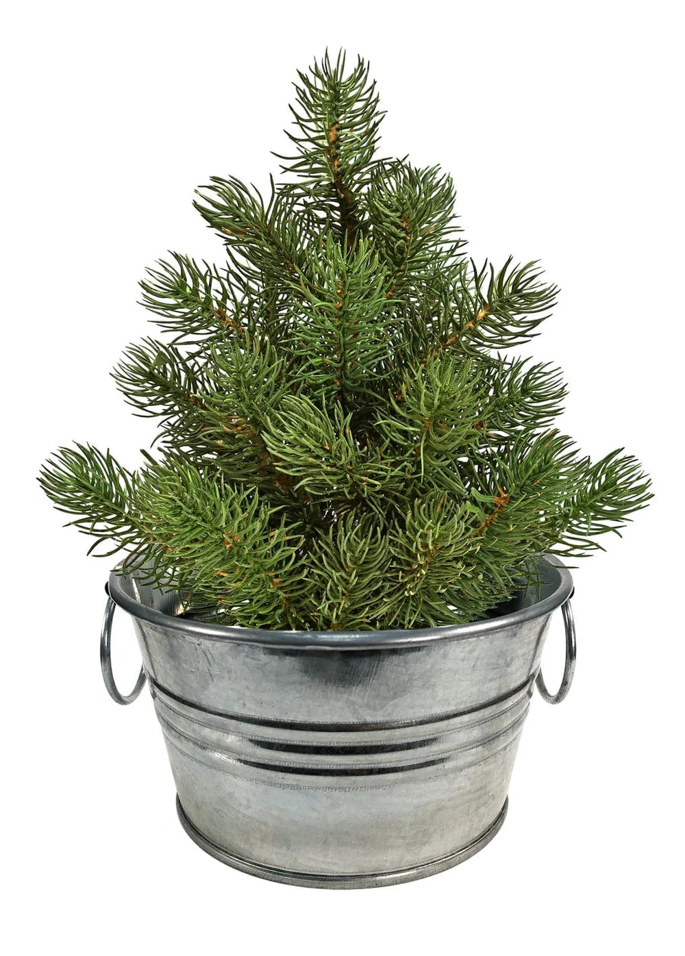 Silver Circle Products Pots & Planters Perfect Pines - Grow Your Own Christmas Tree