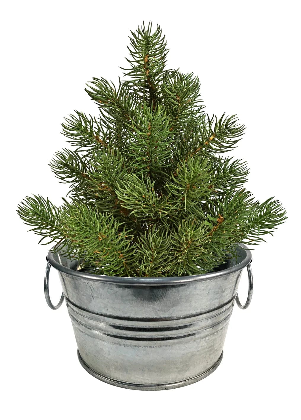 Silver Circle Products Pots & Planters Perfect Pines - Grow Your Own Christmas Tree