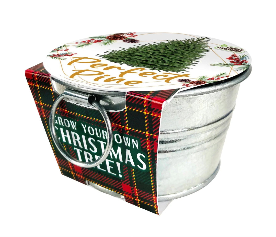 Silver Circle Products Pots & Planters Perfect Pines - Grow Your Own Christmas Tree